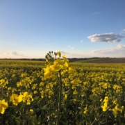 Un vaste champ de colza en fleurs, avec des fleurs jaune vif qui s'étendent à perte de vue sous un ciel bleu clair ponctué de quelques nuages blancs. À l'arrière-plan, on peut apercevoir des collines et des champs, créant un paysage paisible et lumineux en fin de journée.