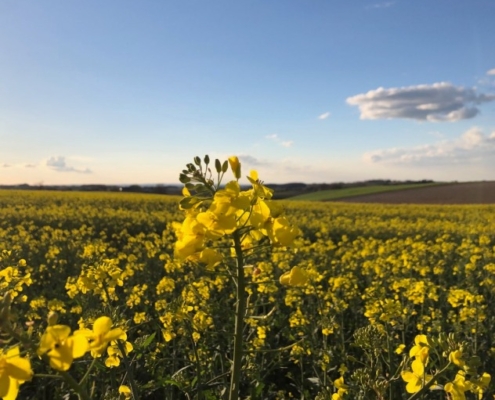 Un vaste champ de colza en fleurs, avec des fleurs jaune vif qui s'étendent à perte de vue sous un ciel bleu clair ponctué de quelques nuages blancs. À l'arrière-plan, on peut apercevoir des collines et des champs, créant un paysage paisible et lumineux en fin de journée.