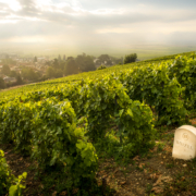 Vue panoramique d'un vignoble verdoyant sous un ciel nuageux, avec des rangées de vignes bien alignées et une pierre gravée 'Boizel' au premier plan, surplombant un village en arrière-plan.