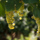 Raisins blancs mûrs suspendus à une vigne, éclairés par la lumière naturelle, entourés de grandes feuilles vertes, illustrant le processus de maturation des raisins.